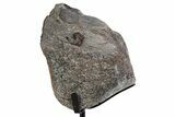 Fossil Theropod Vertebra Section w/ Metal Stand - Colorado #383252-1